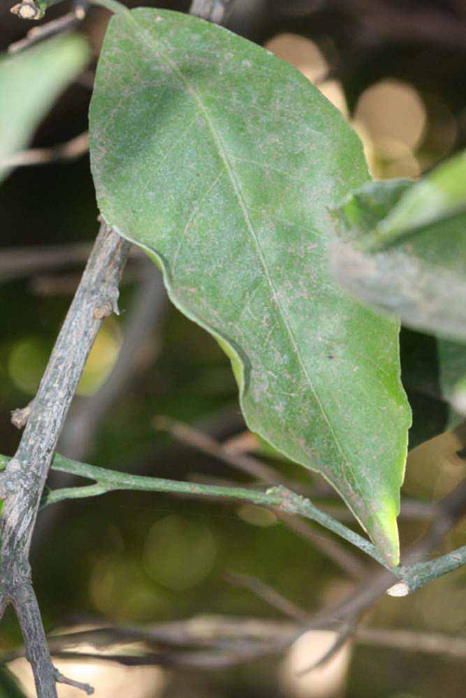              Unifoliolate leaf (Riverside, CA)       